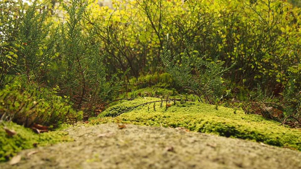 moss, forest floor, vegetation