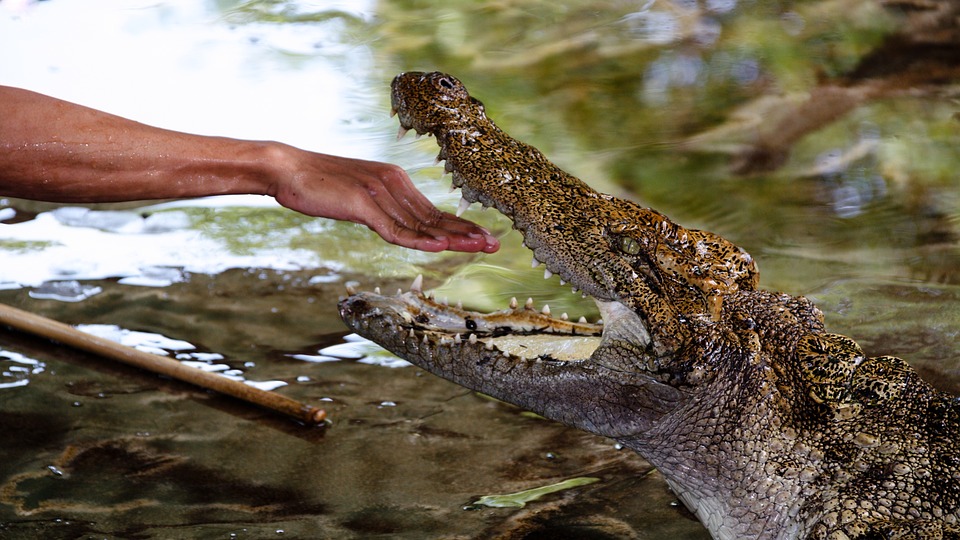 crocodile, hand, man