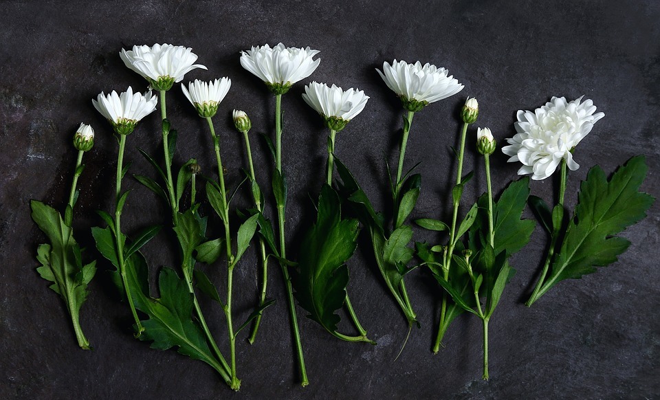white, petal, flowers