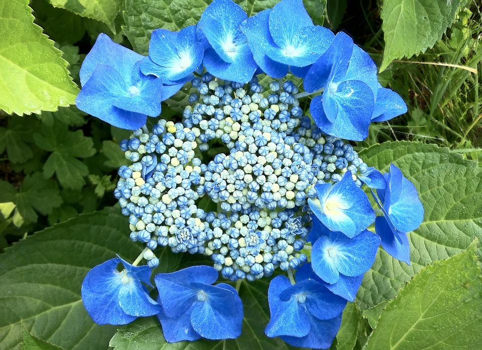 hydrangeas, blue, summer