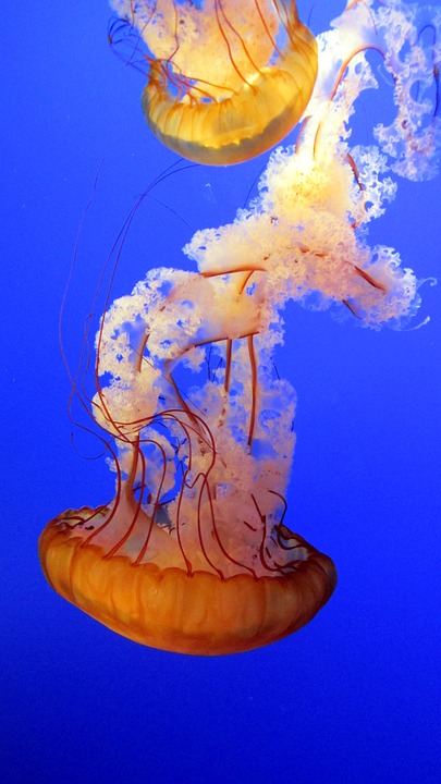 jellyfish, blue, underwater