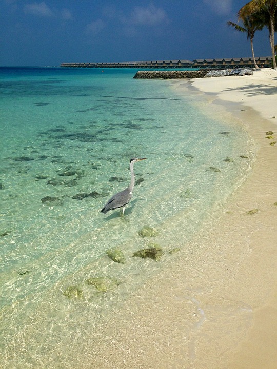 maldives, beach, bird
