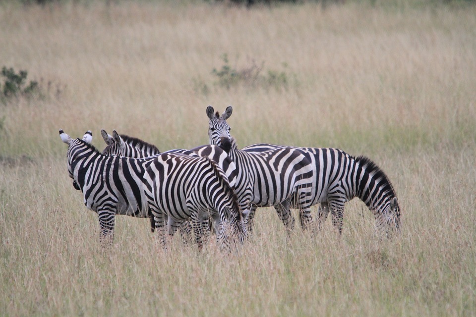 africa, kenya, zebra