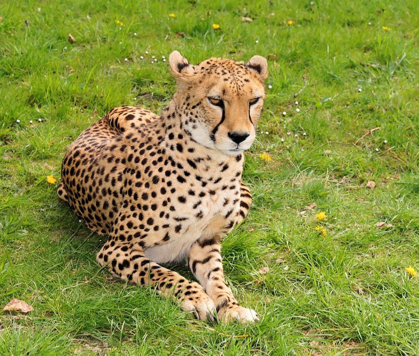 wildcat, large wild cat, cheetah