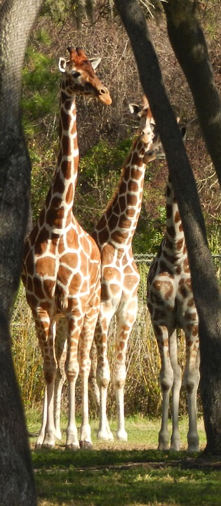 giraffe, animal, africa