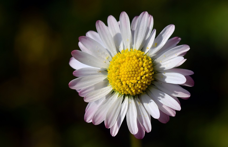 daisy, small, white