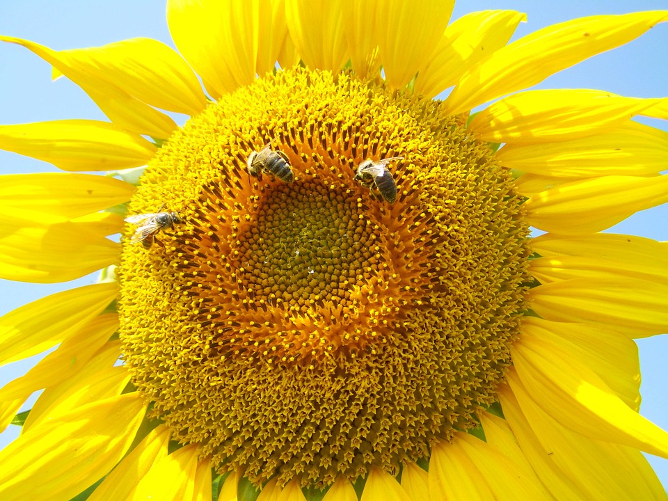 sunflower yellow, pollination, summer