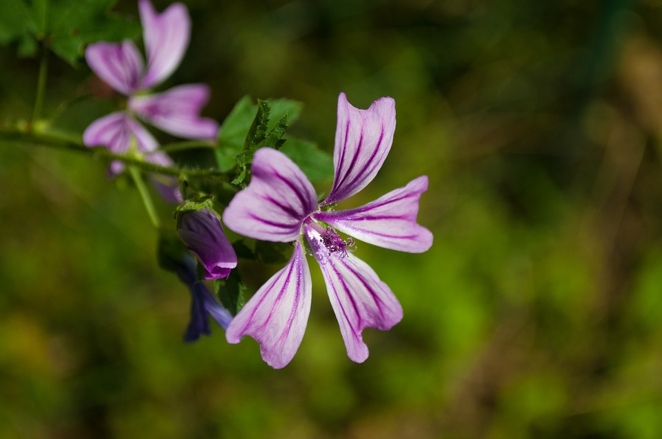 mallow, flower, purple