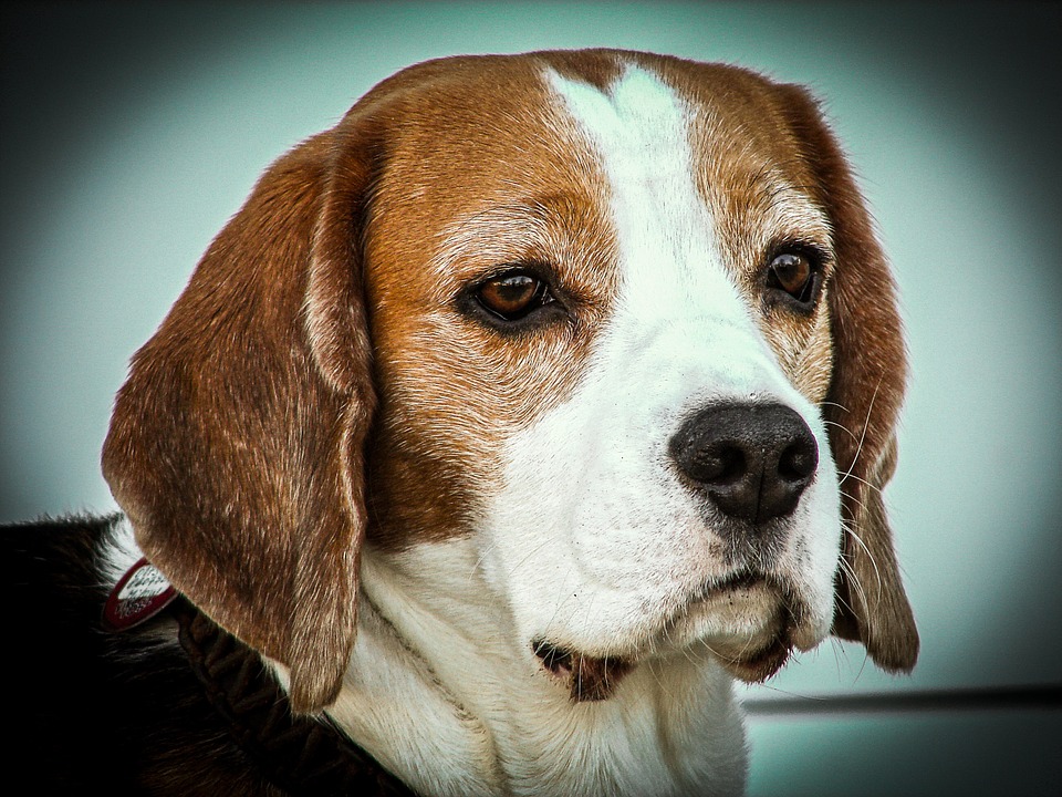 beagle, dog, animals