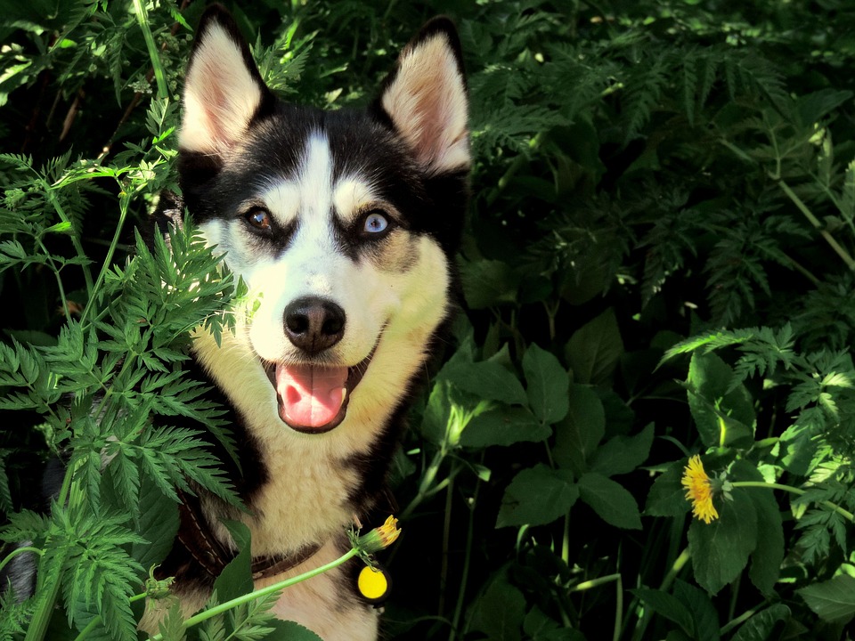 husky, dog, outdoor