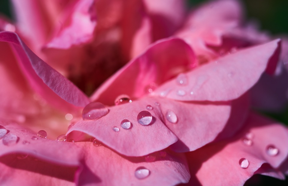 rose, leaves, pink