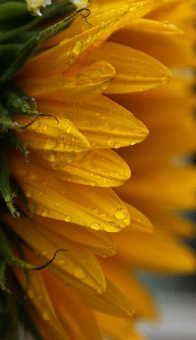 sunflower, water drops, yellow flower