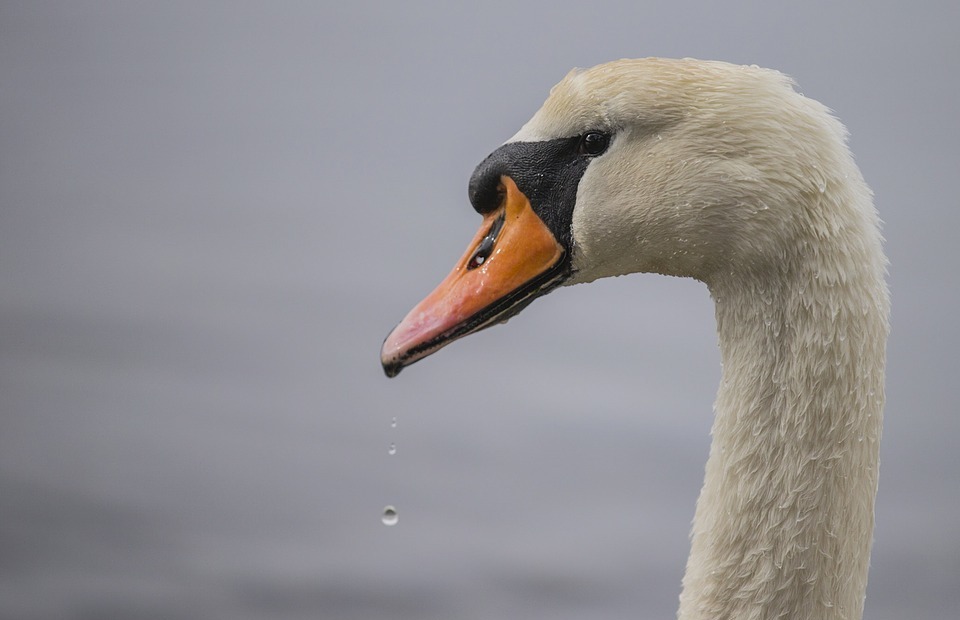 swan, beak, white