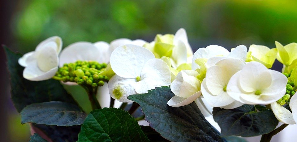 hydrangea, flower, blossom