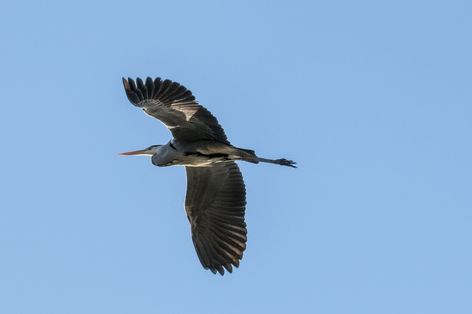 heron, heron in flight, bird