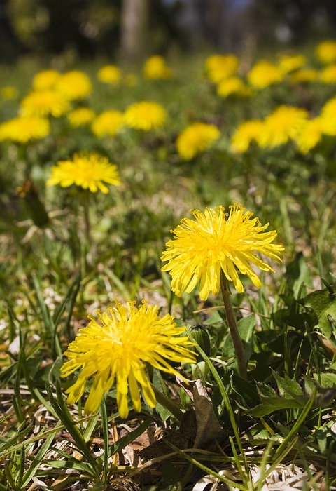 dandelion, yellow flower spring, lawn