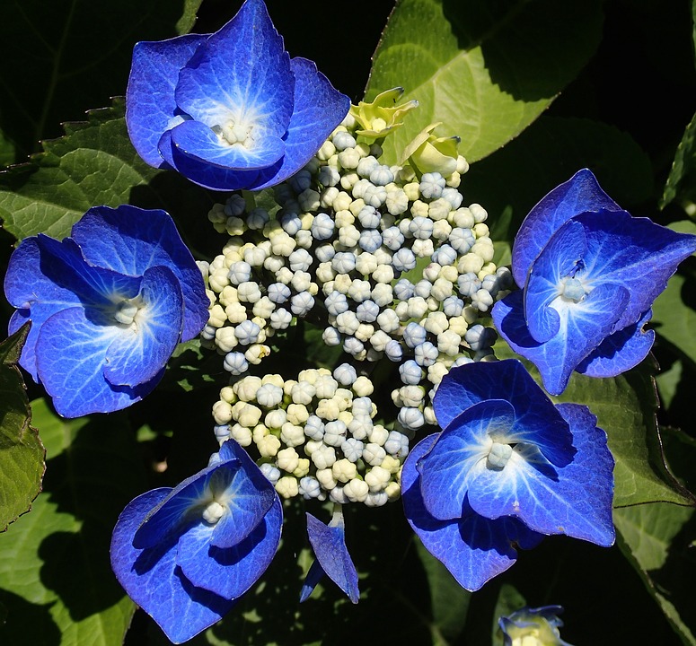 hydrangea, blue, petal