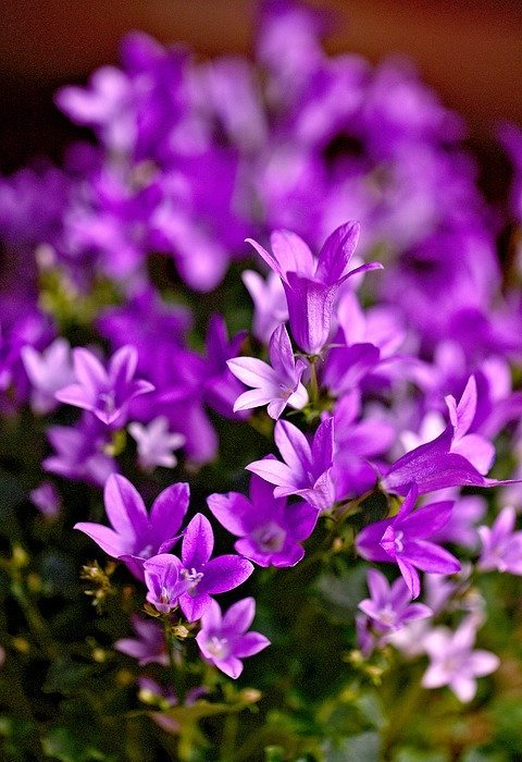 flowers, small flowers, violet