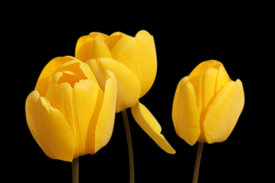 tulips, yellow, flowers