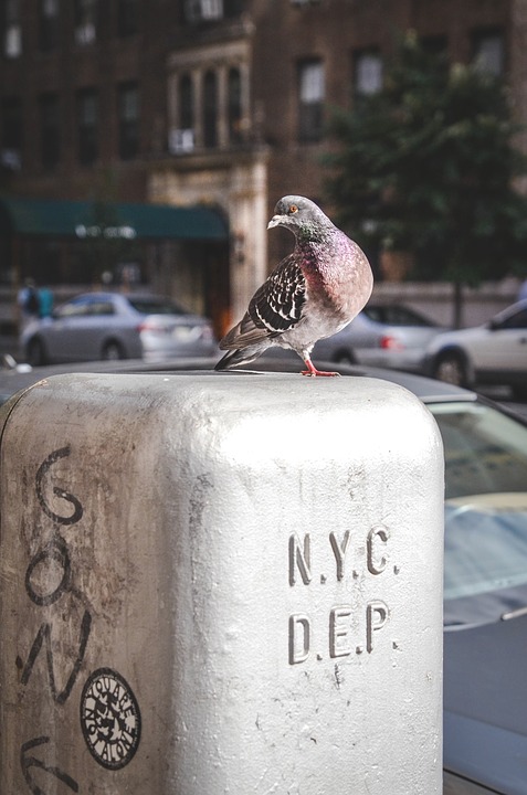 pigeon, bird, looking