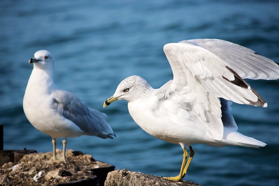 seagulls, gray gulls, birds
