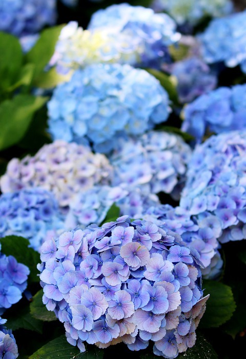 hydrangea, flowers, blue hydrangea