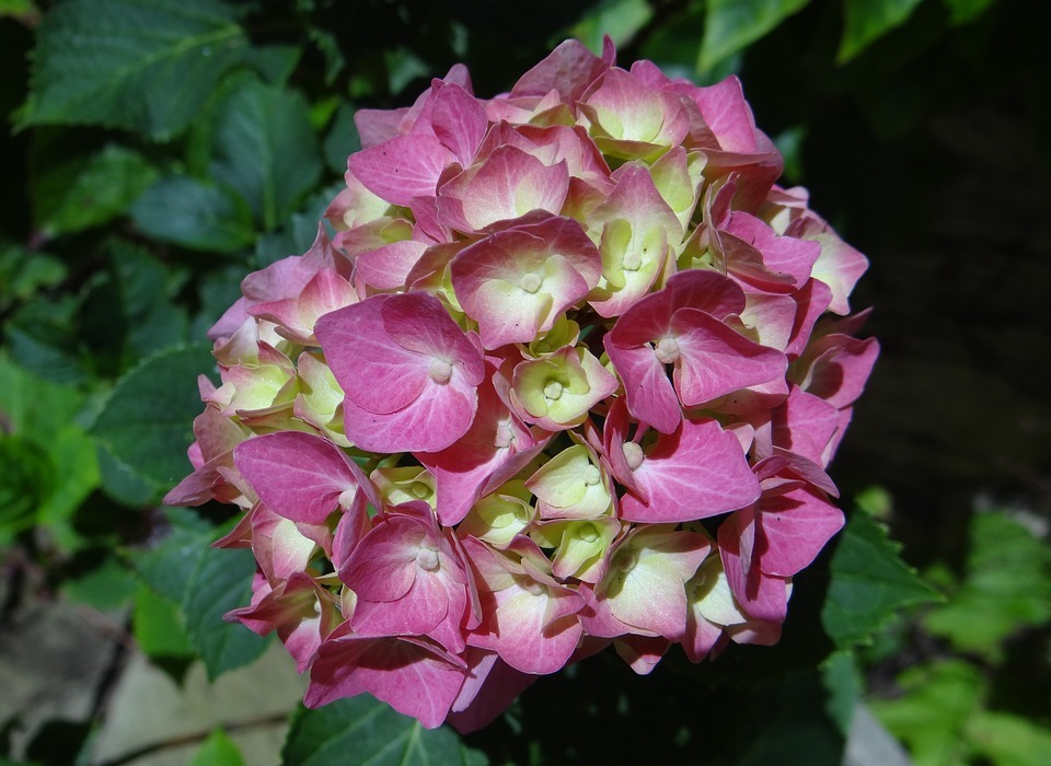 hydrangea, pink, summer