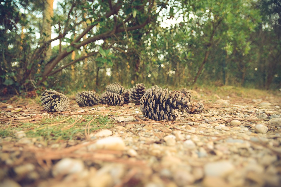 pine cones, ground, forest
