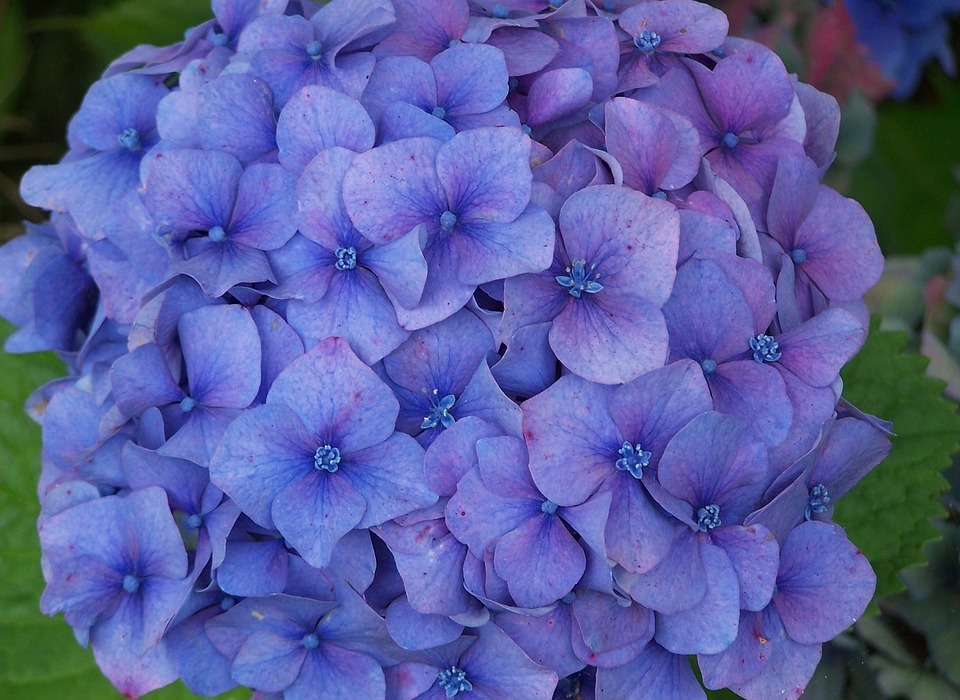 hydrangea, blue, flower