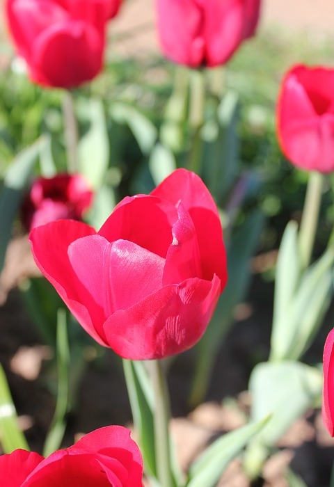 tulip, pink, red