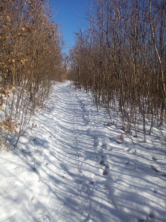 snowy, forest, path