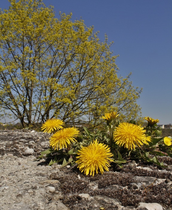 yellow, landscape, spring