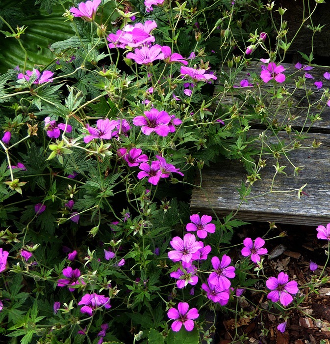 small flowers, purple, pink