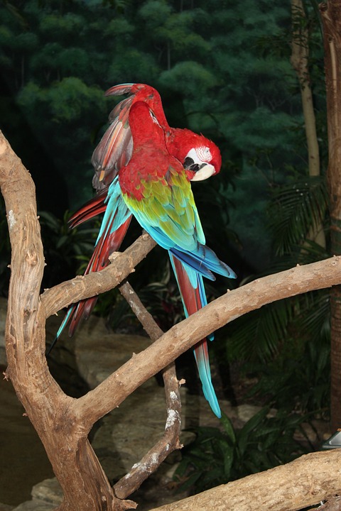 parrots, bird, feathered race