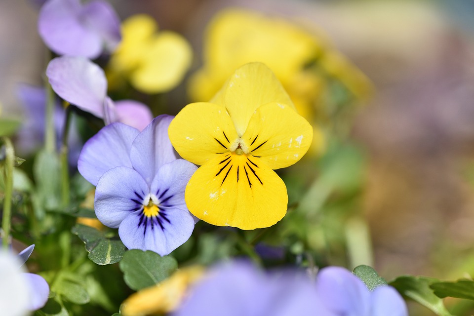 violet, flower, spring flower