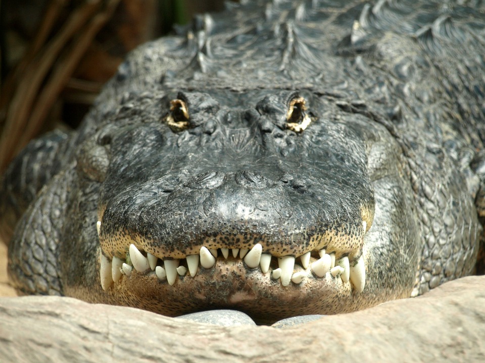 alligator, tooth, reptile