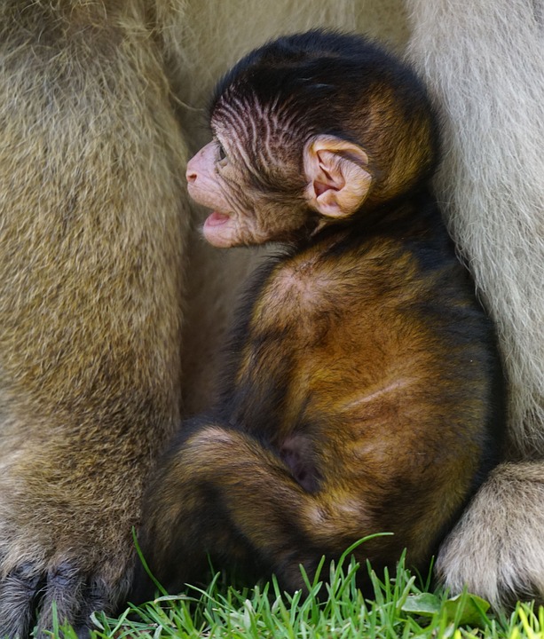 barbary ape, baby, monkey mountain