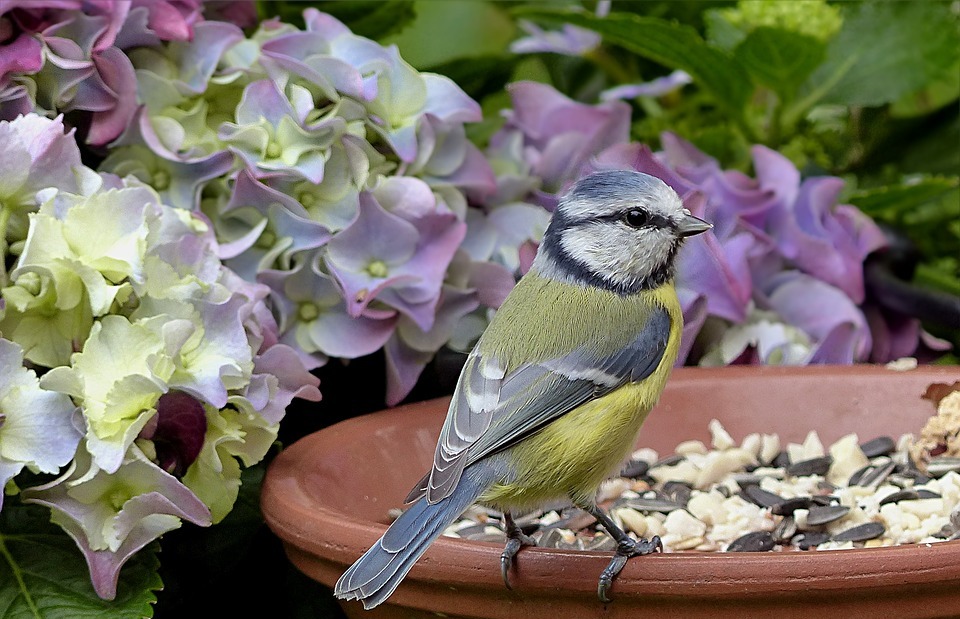 bird, tit, blue tit
