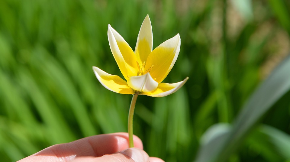 star tulip, small star tulip, spring flower