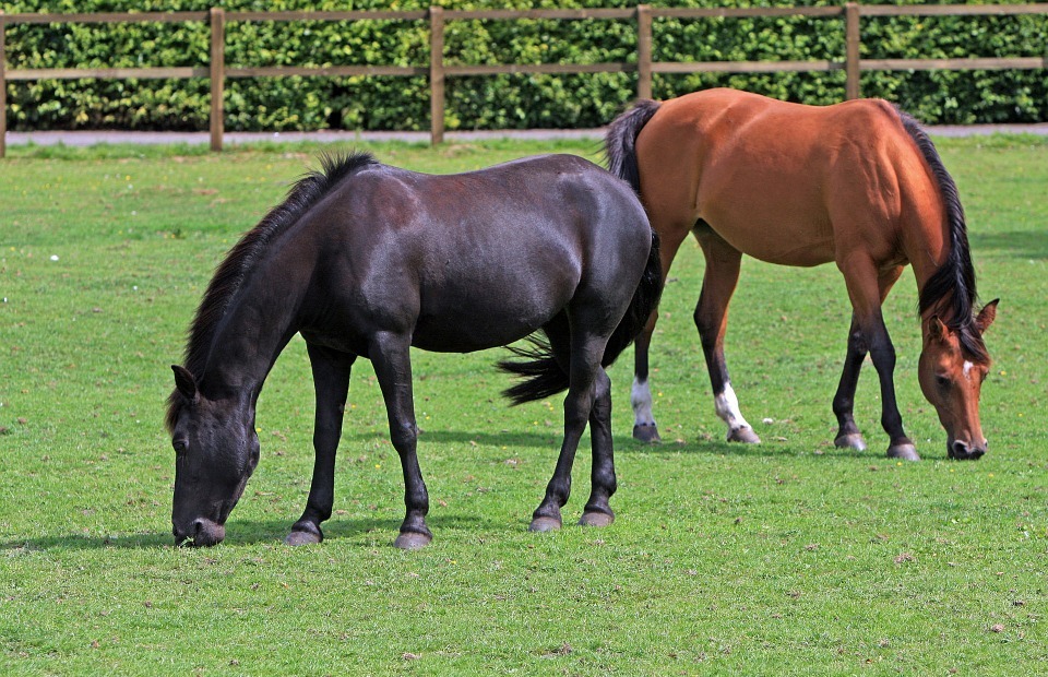 horses, horse, equine