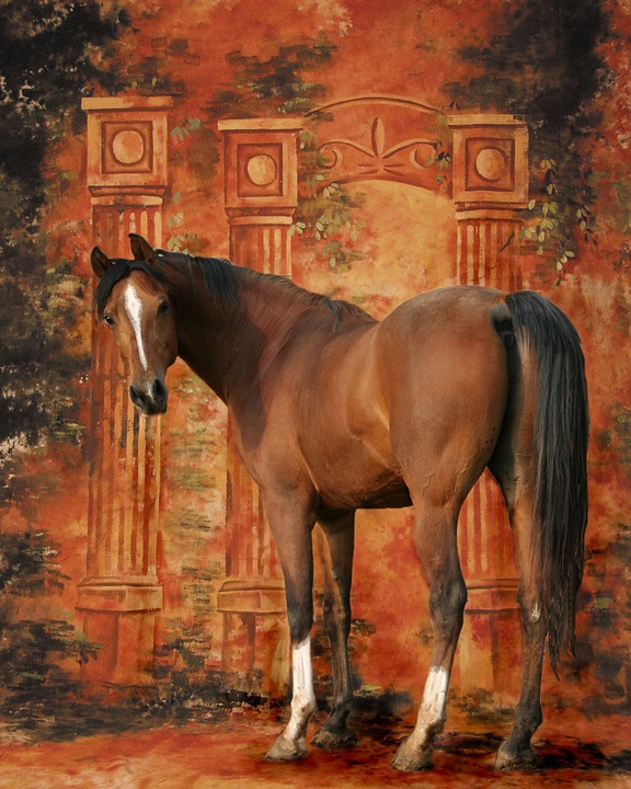 equine, horse, stallion