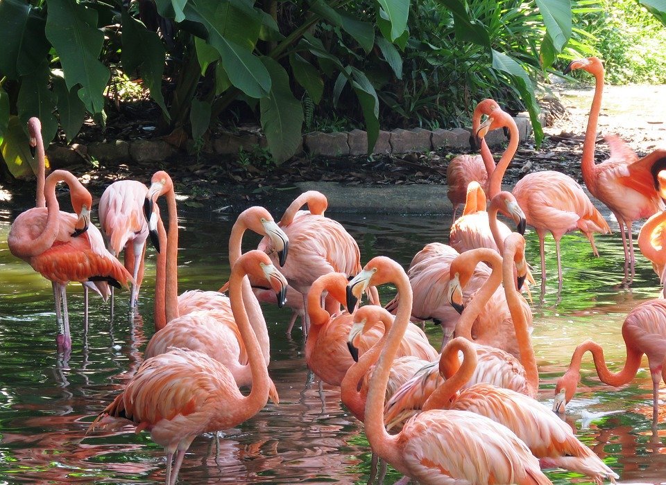 flamingo, water birds, exotic birds