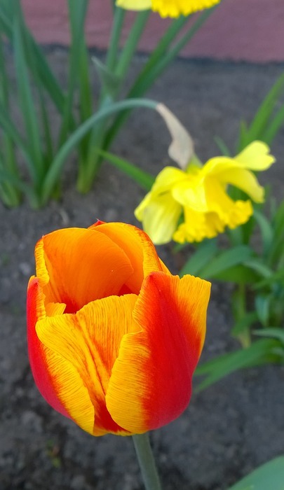 tulip, narcissus, spring