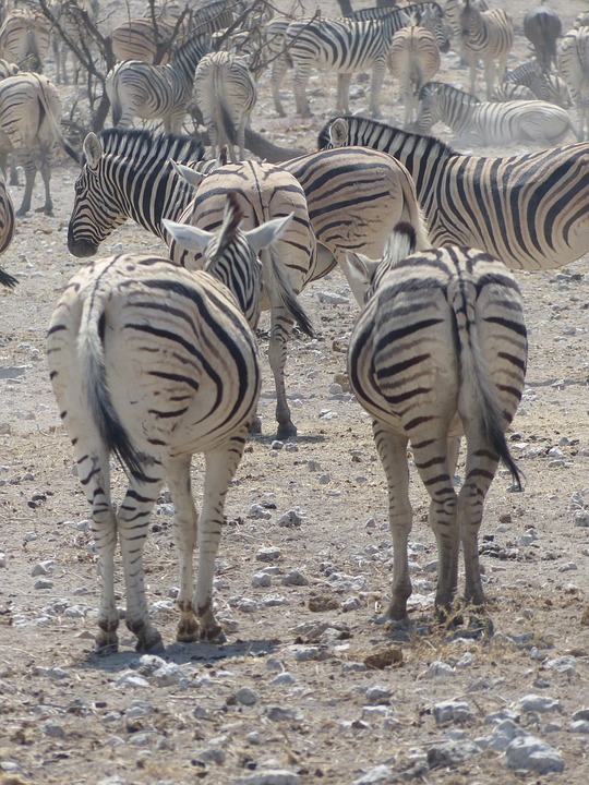 zebras, safari, etosha national park