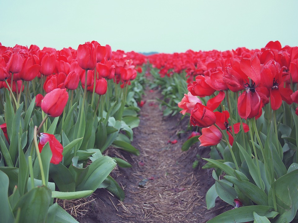 red, tulips, flowers