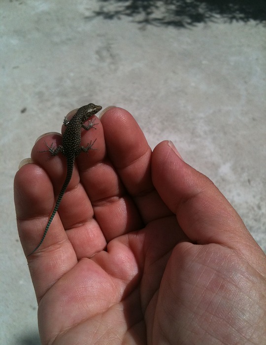 lizard, hand, reptile