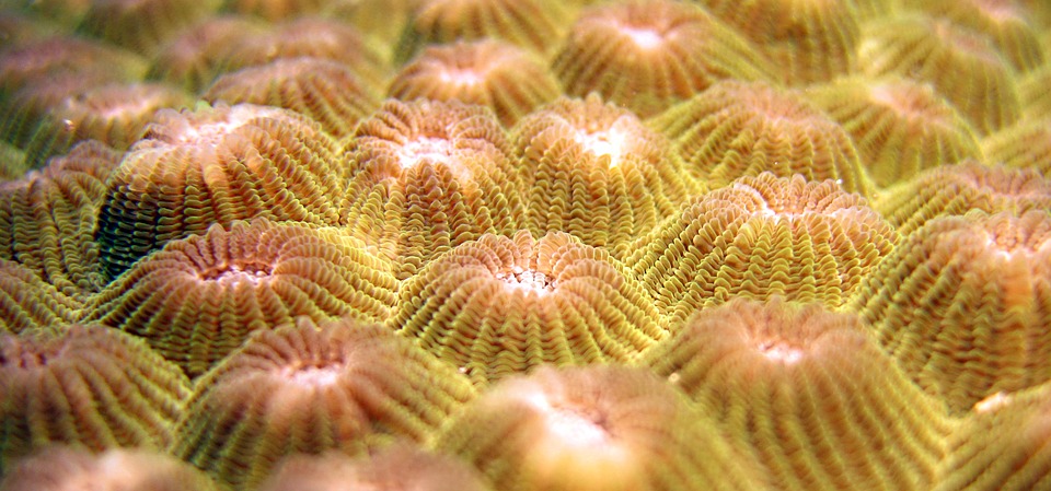 indonesia, underwater, coral