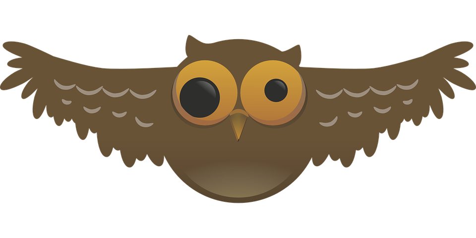 owl, weird, bird