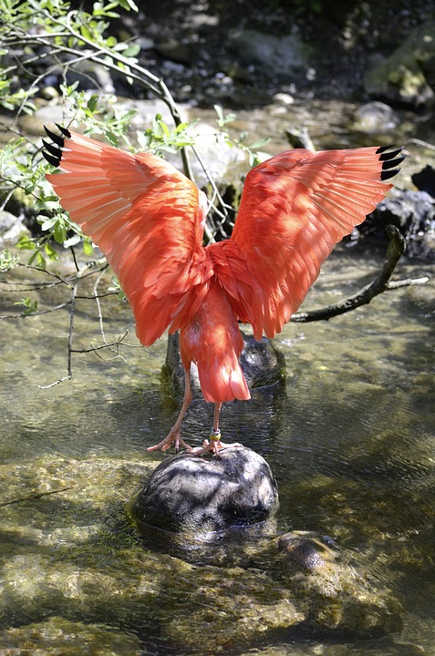 scarlet ibis, bird, red