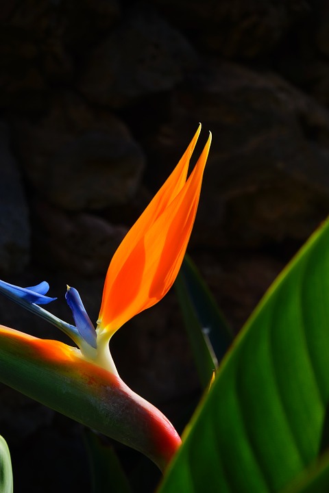 bird of paradise flower, flower, blossom